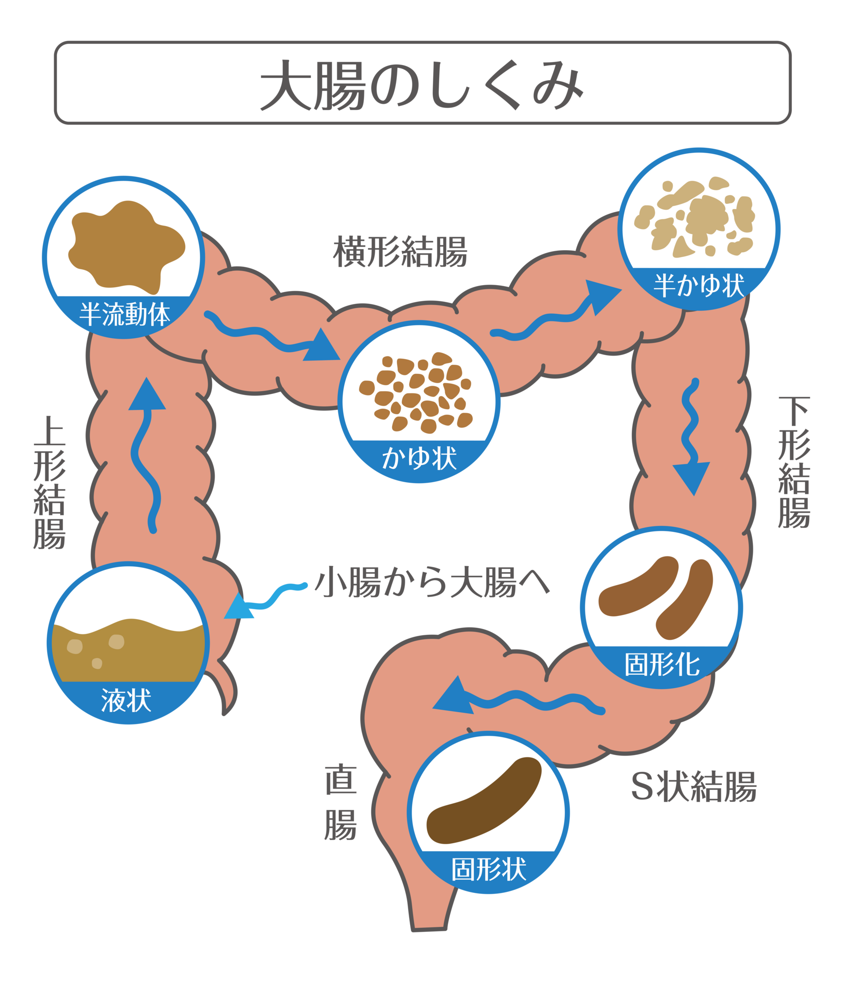 排便の仕組み